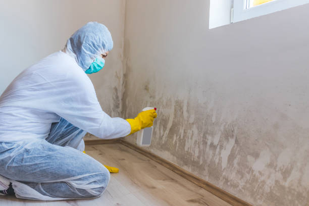 Licensed Mold Cleanup service in Odenton, MD - WQB Mold Removal